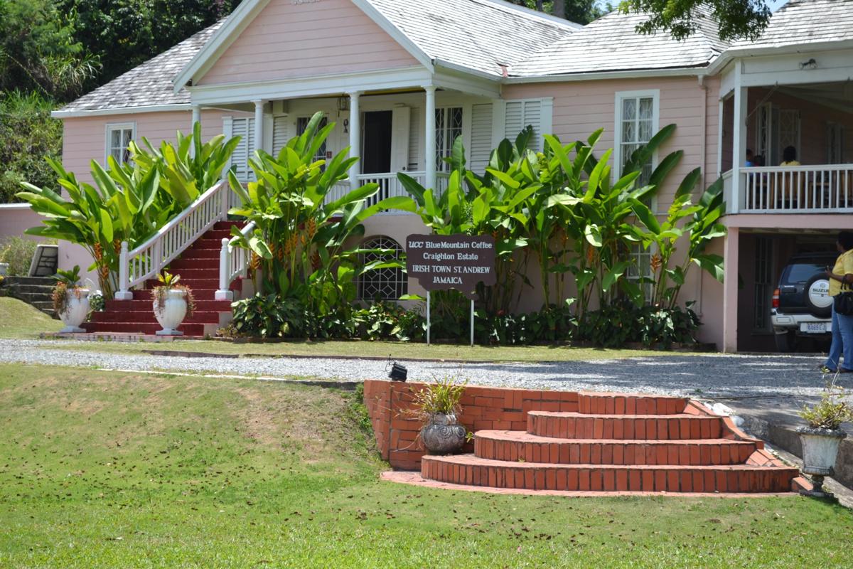 Craighton Estate coffee property in the hills above Kingston