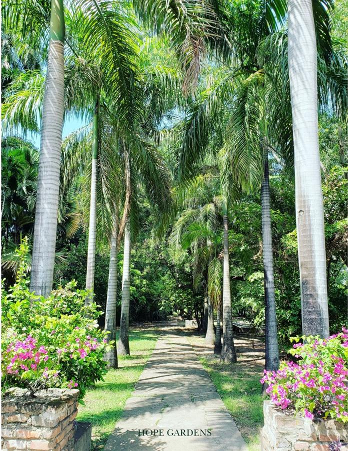 Palm-lined walkway at Hope Botanical Gardens